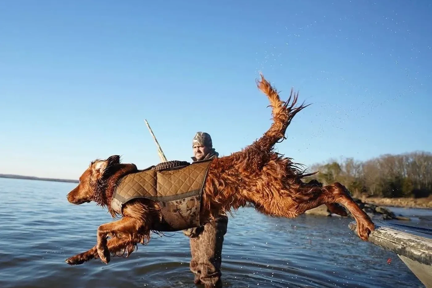 A retriever launching off the blind into the water at Columbia Mountain Dog Ranch